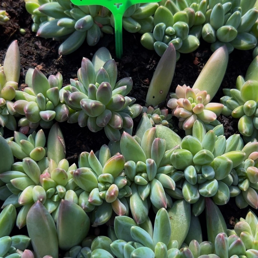 15颗大小不等虞姬美人