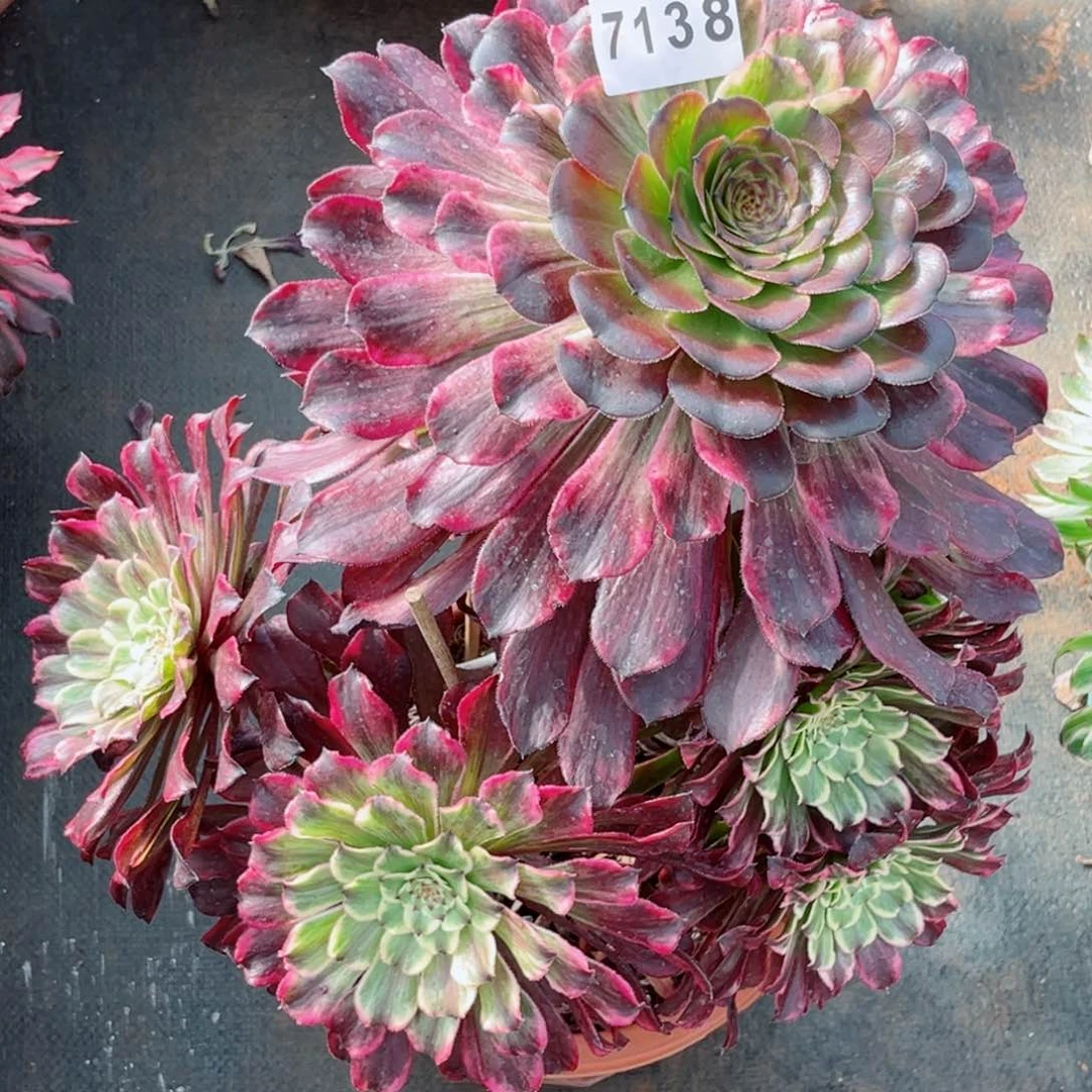 余***人紫浪多肉发货不售后