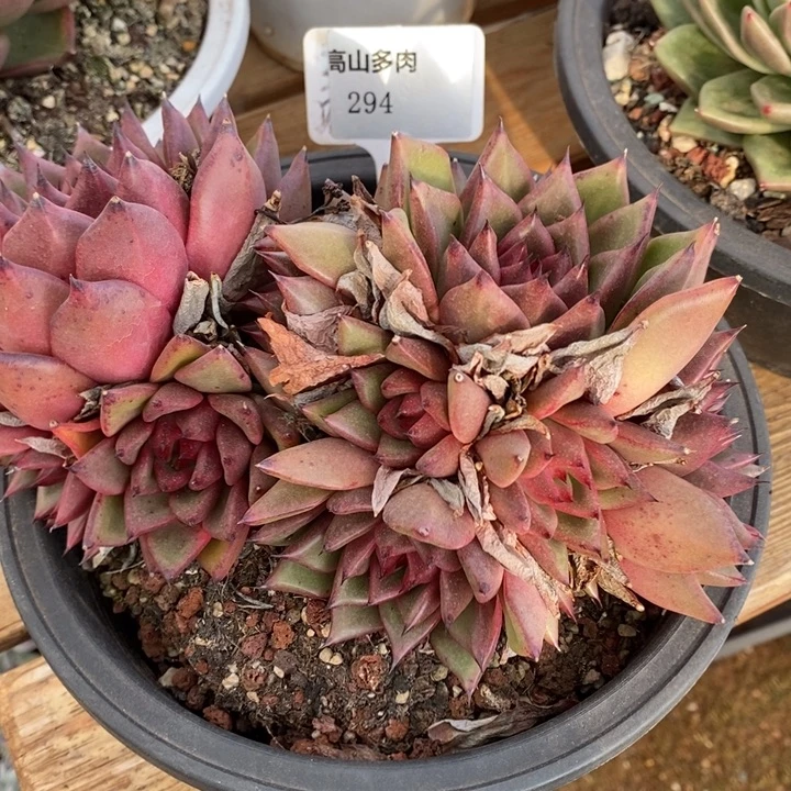 D294- 直播福利 东云