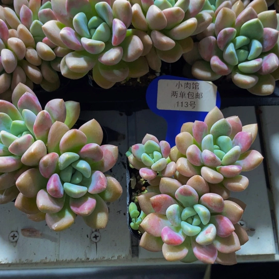 113-M精品奶油花斑鹭双头一个