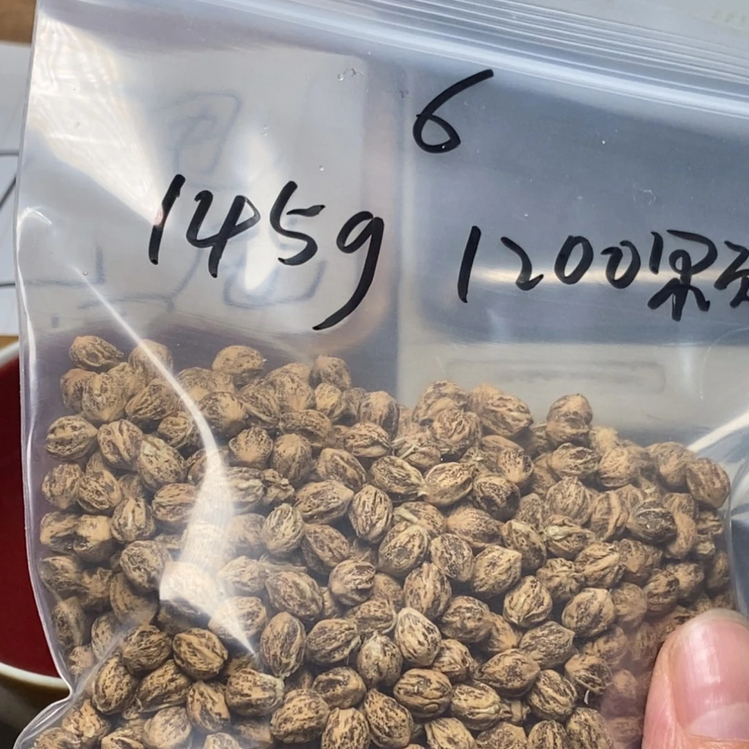 柏香籽/百香籽吊坠