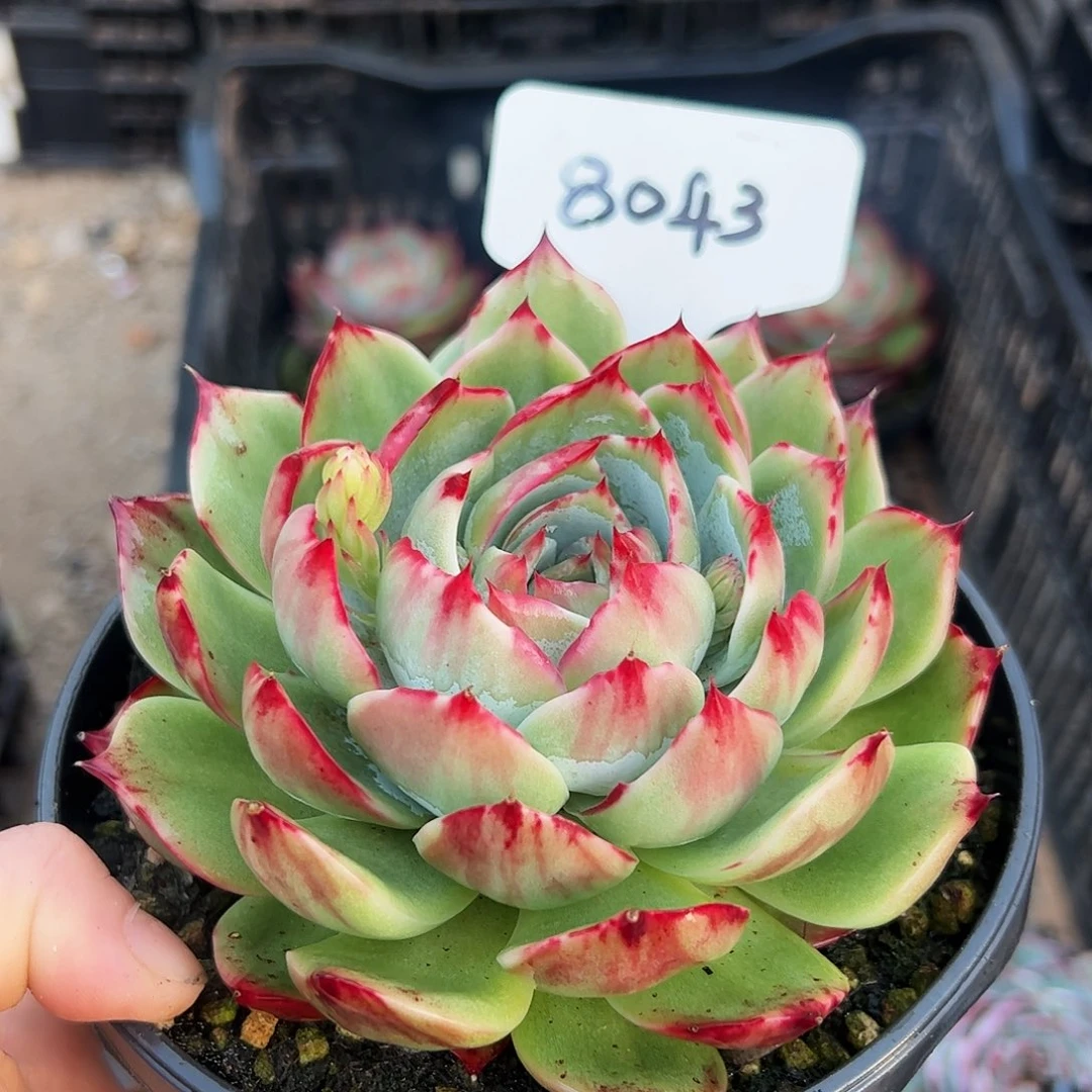 惊鸿仙子一物一拍8043号