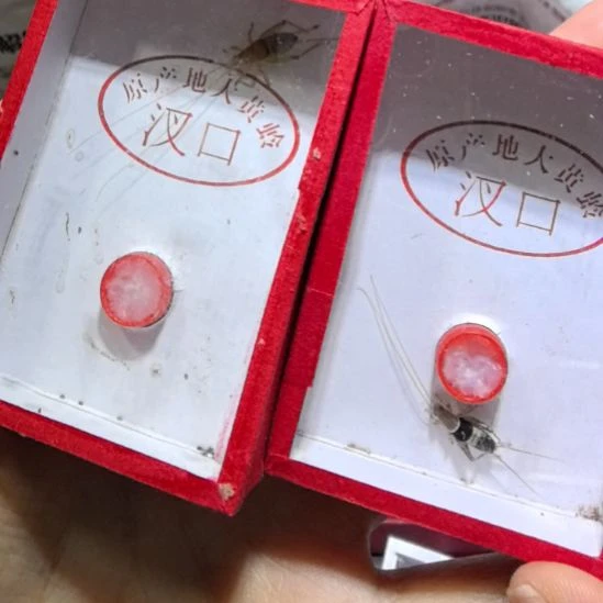 蟋蟀烈焰水墨仙子各一条