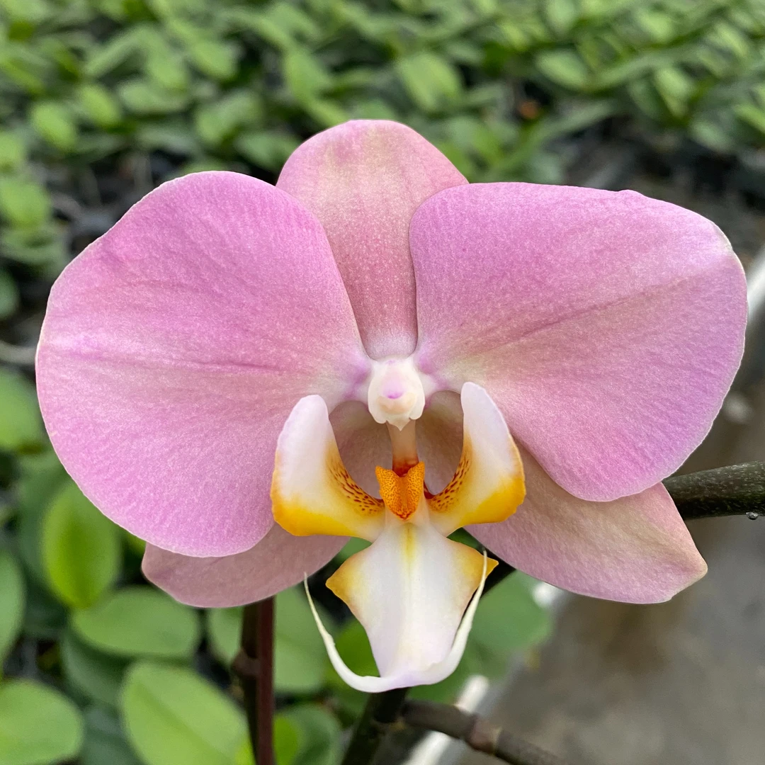 【帕多瓦 蝴蝶兰】安祖系列  粉色淡雅经典好看