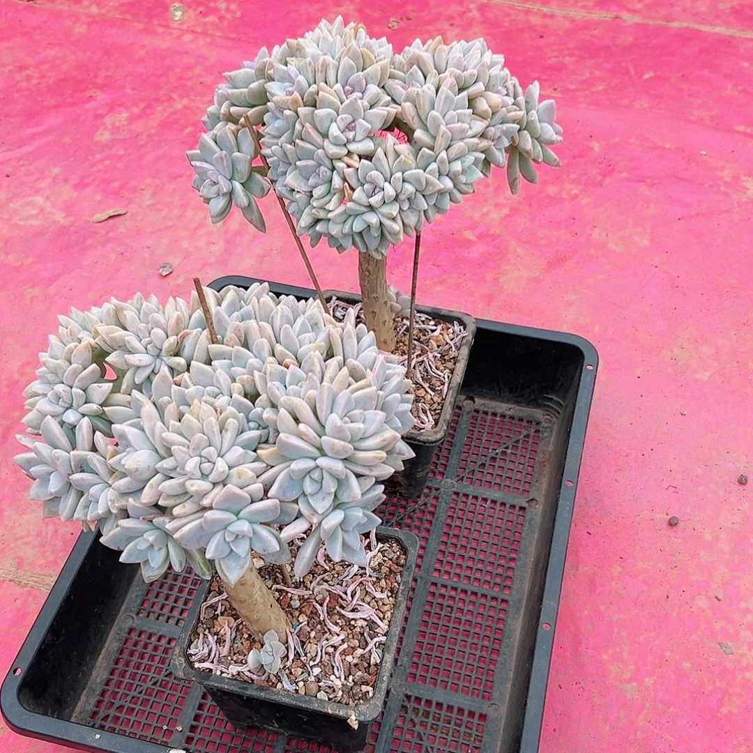 半***夏多肉一物一拍植物1835