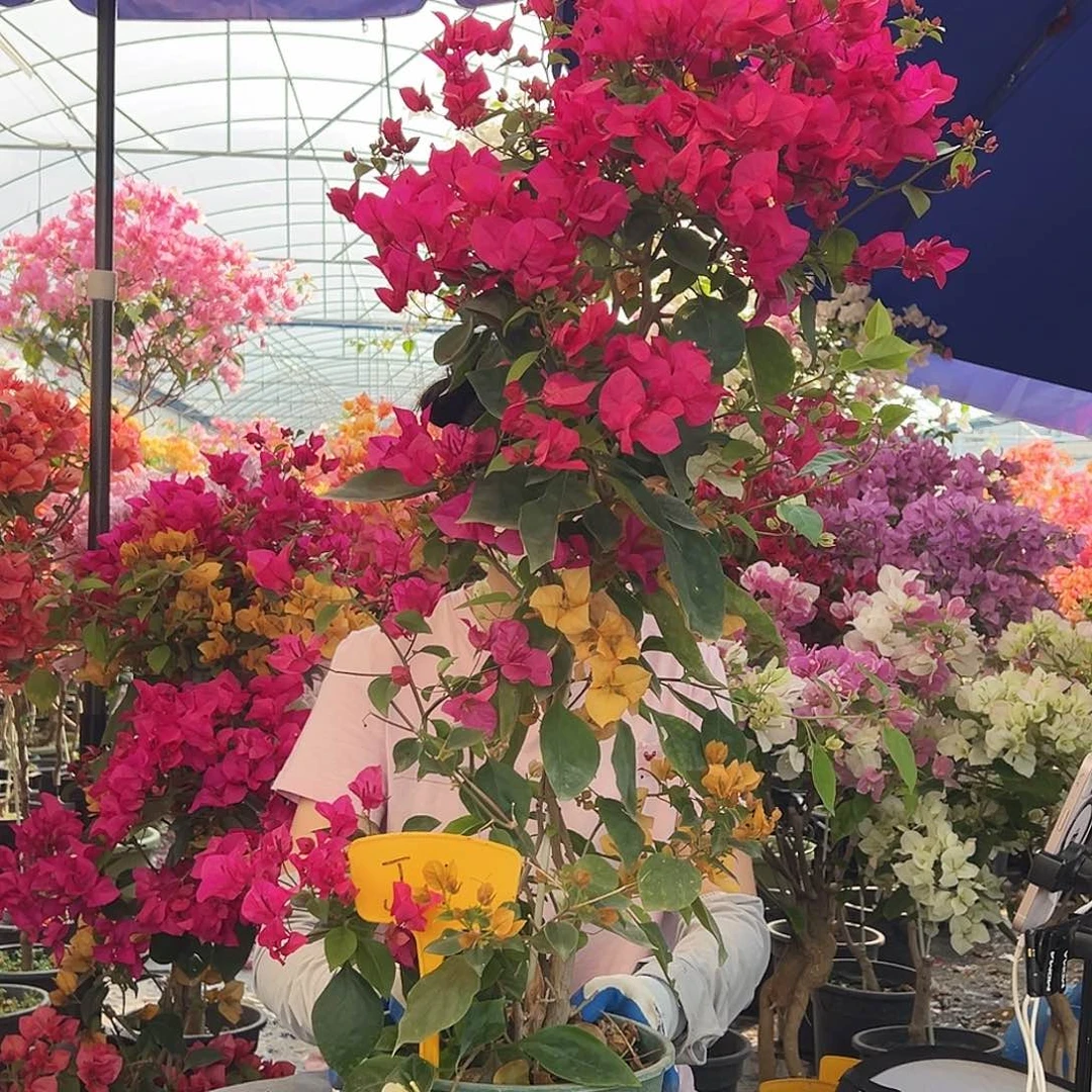 蜂***水大部分花苞少量开放J1多色