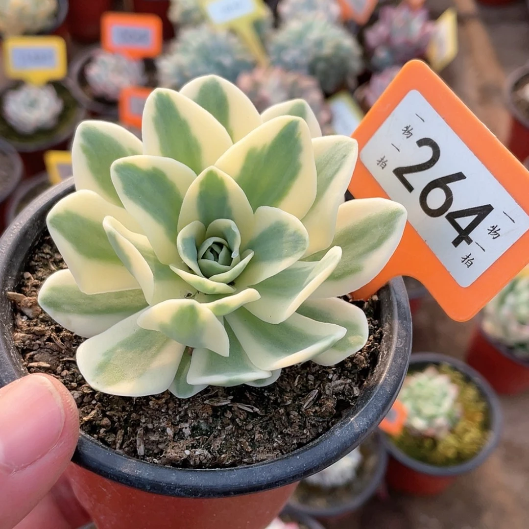 【闪购商品】264号