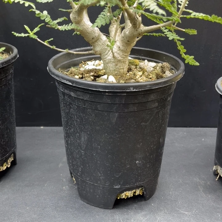 了*了尼勒达乳香111111还要吗