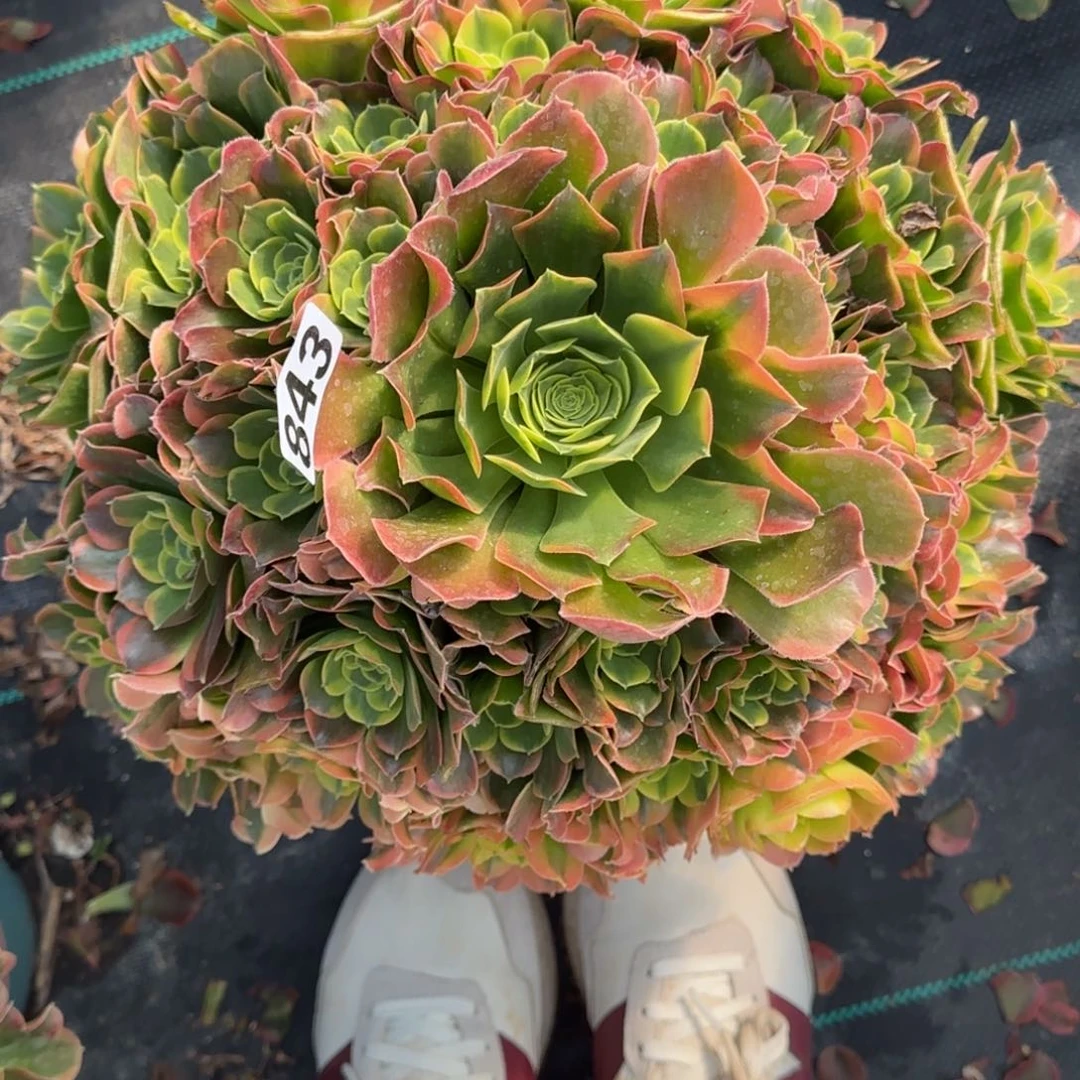 843特斯拉多肉植物