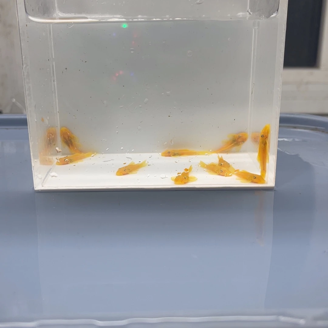 清道夫鱼小胡子10条