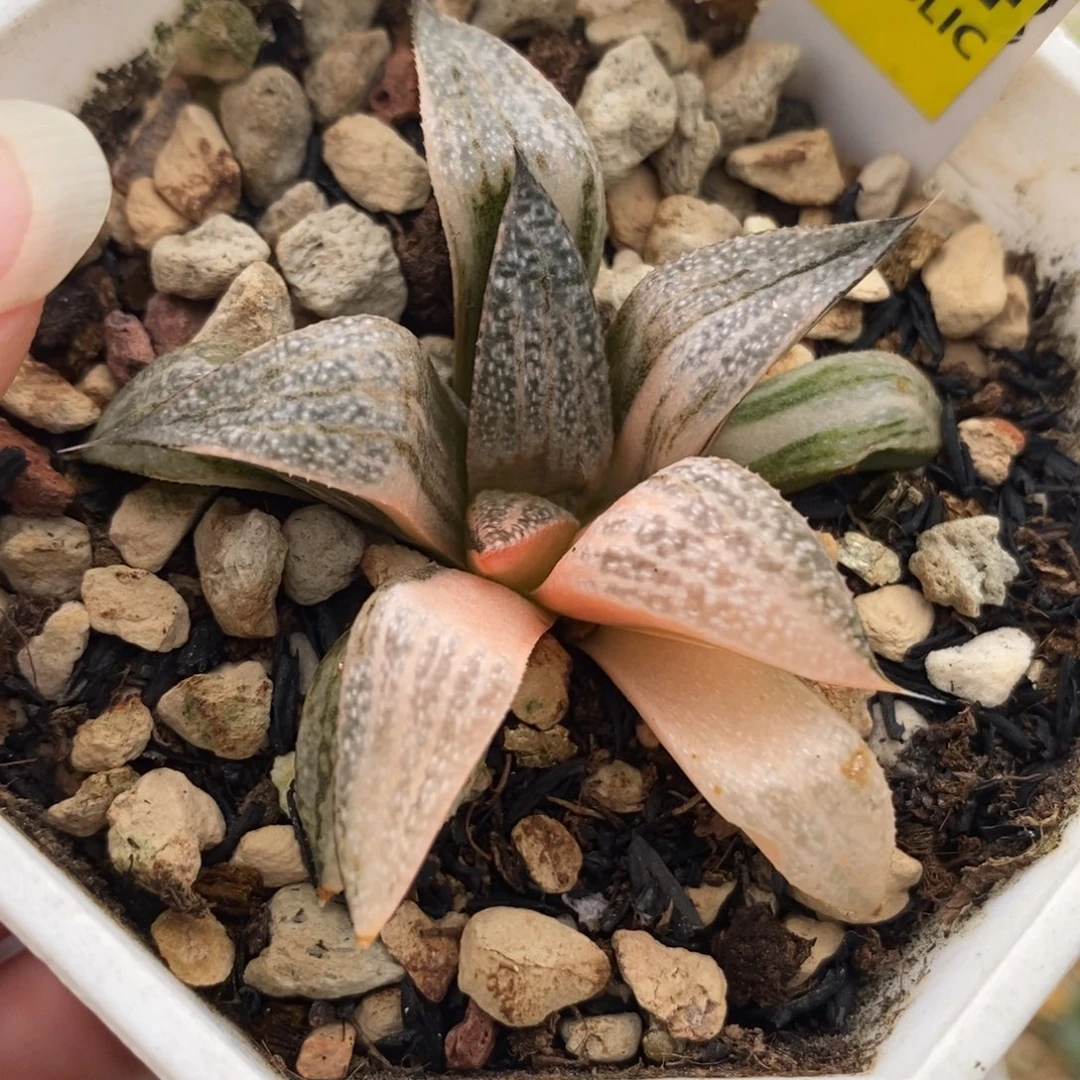 44青蟹锦一物一拍