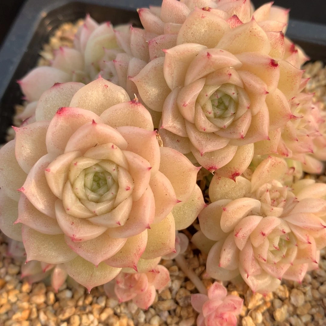 0309-09 麦杆优选