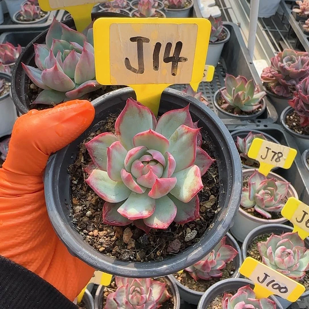 o**yJ14惊鸿单头多肉