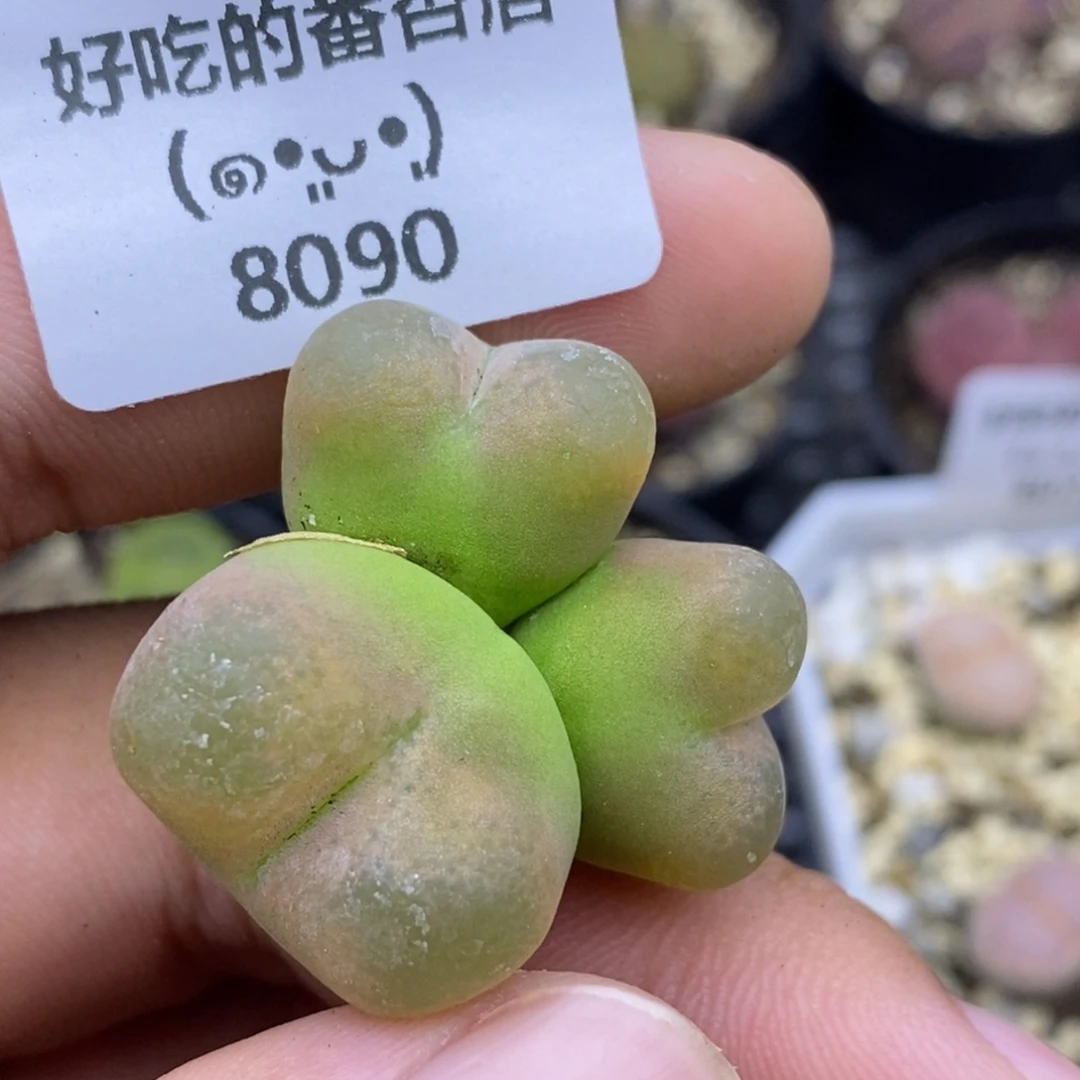 8090。o泡。默认脱土。18包邮。偏远88包邮