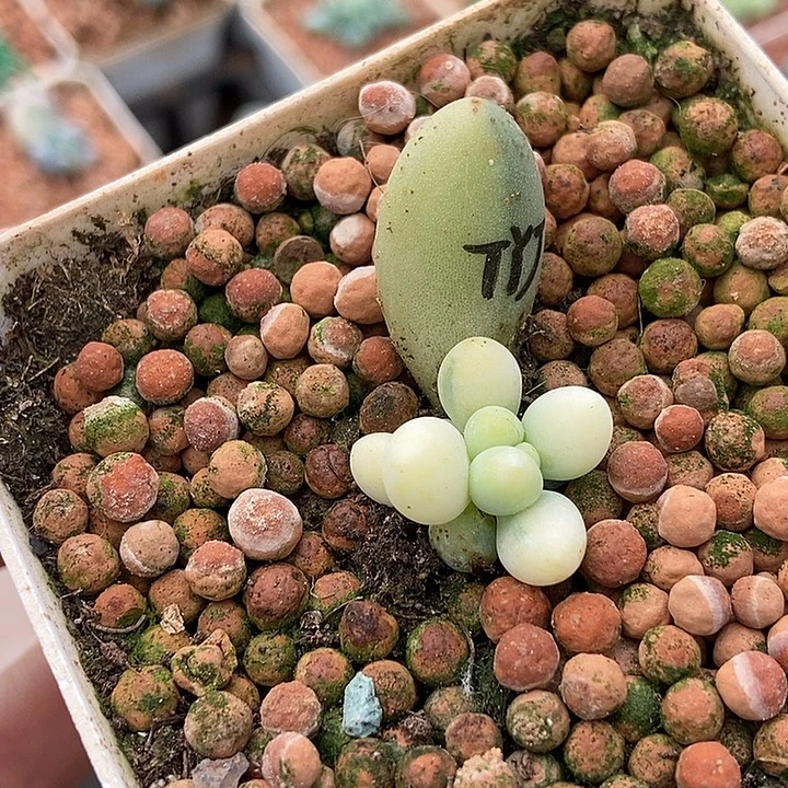 汤圆锦多肉植物多肉