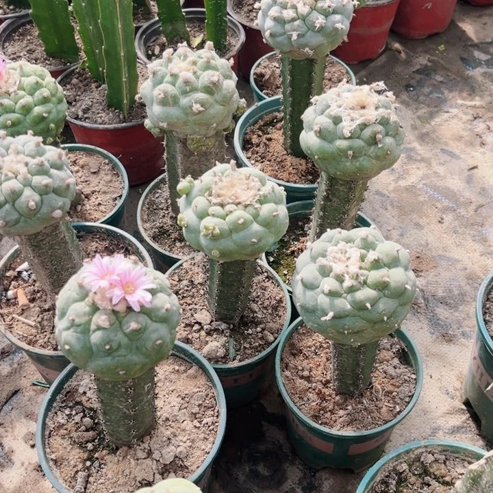 草球黑刺苗接仙人球10颗