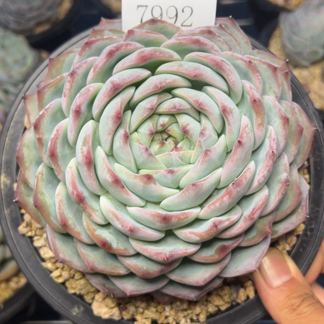 S****n7992多肉多多多多