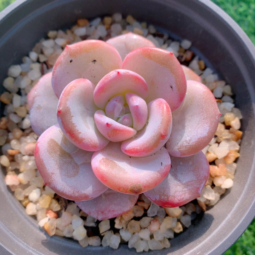 韩版奶茶单头3-5CM【花界草堂】 精品多肉 阳台盆栽 一单包邮