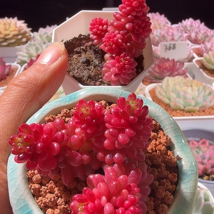 红色浆果多肉植物