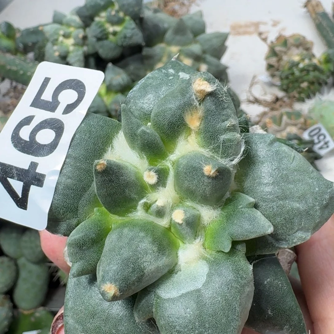 【闪购商品】无花朵小*变尤青瓷465