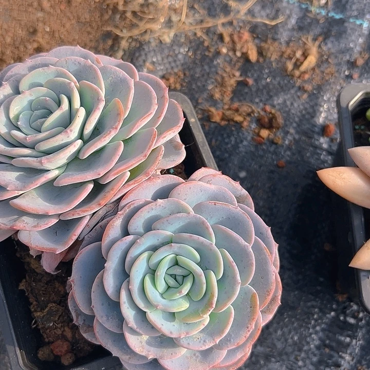 杂交孤品系列多肉一物一拍