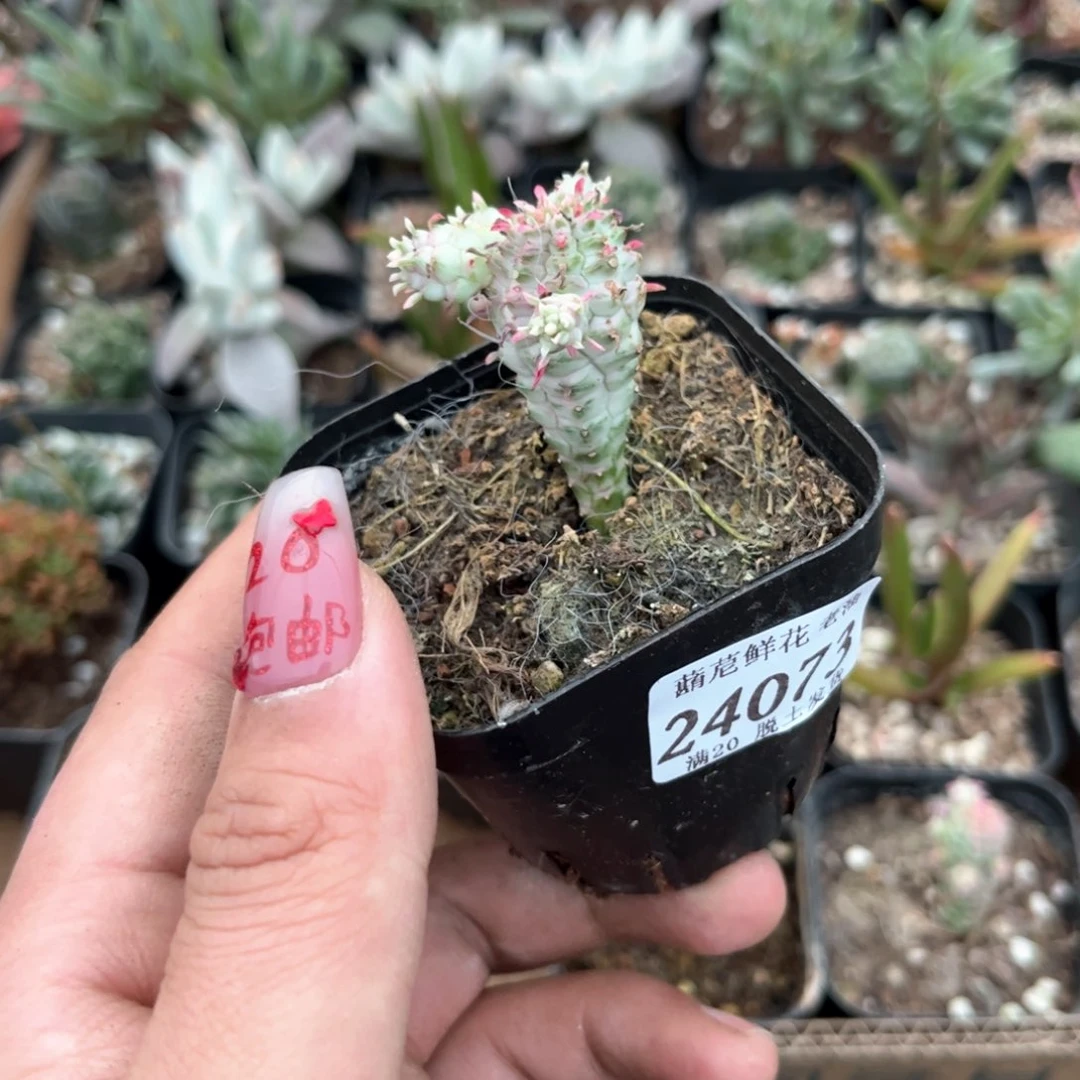 玉*24073一物一拍单头发货