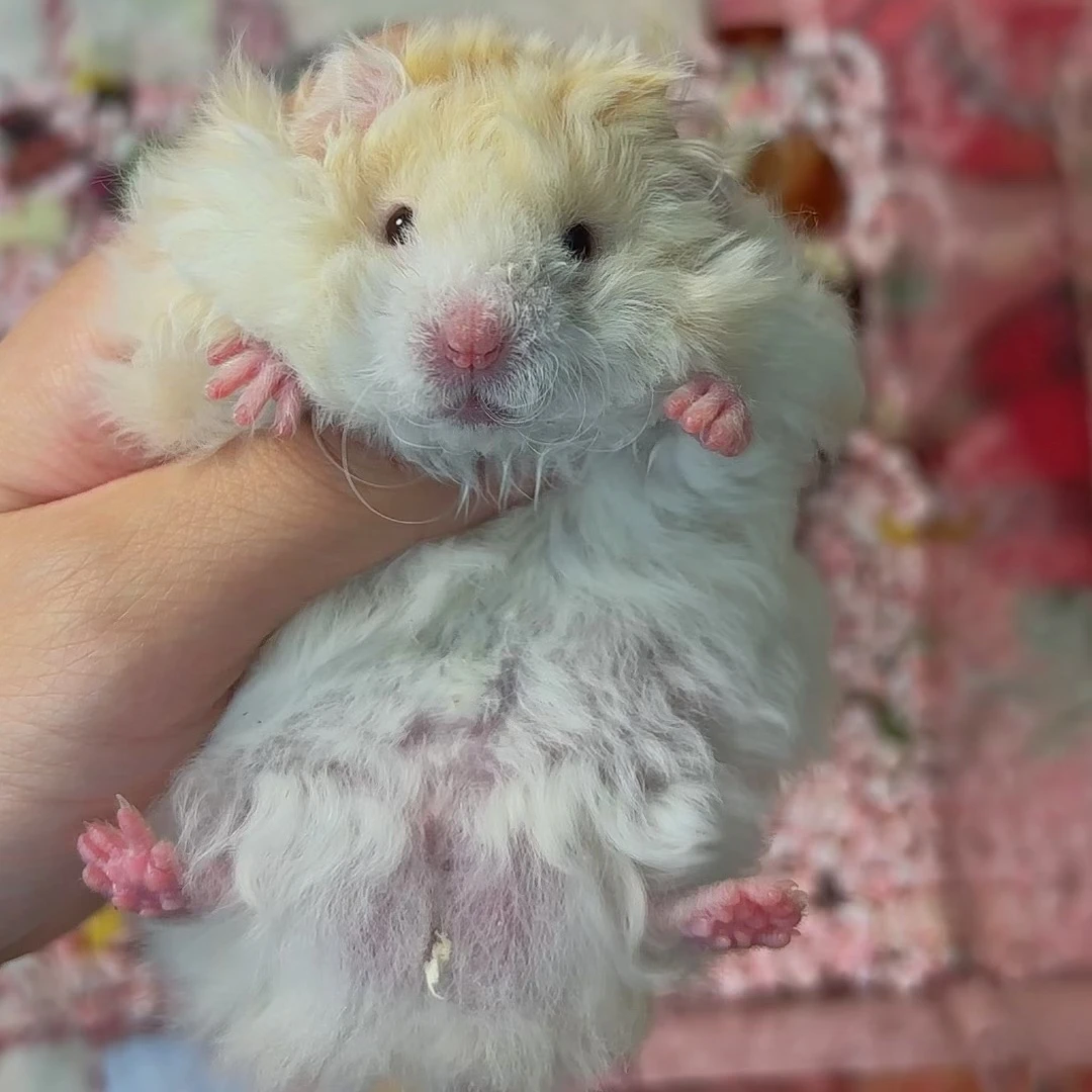 【屁桃家】家养金丝熊长卷毛仓鼠宠物活体包邮包活藤盒发货