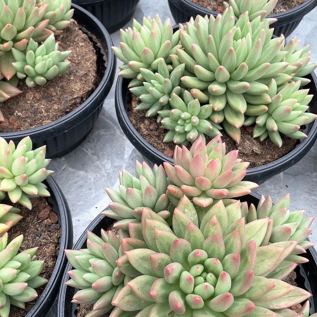 米奇朵完美捧花23厘米可挑