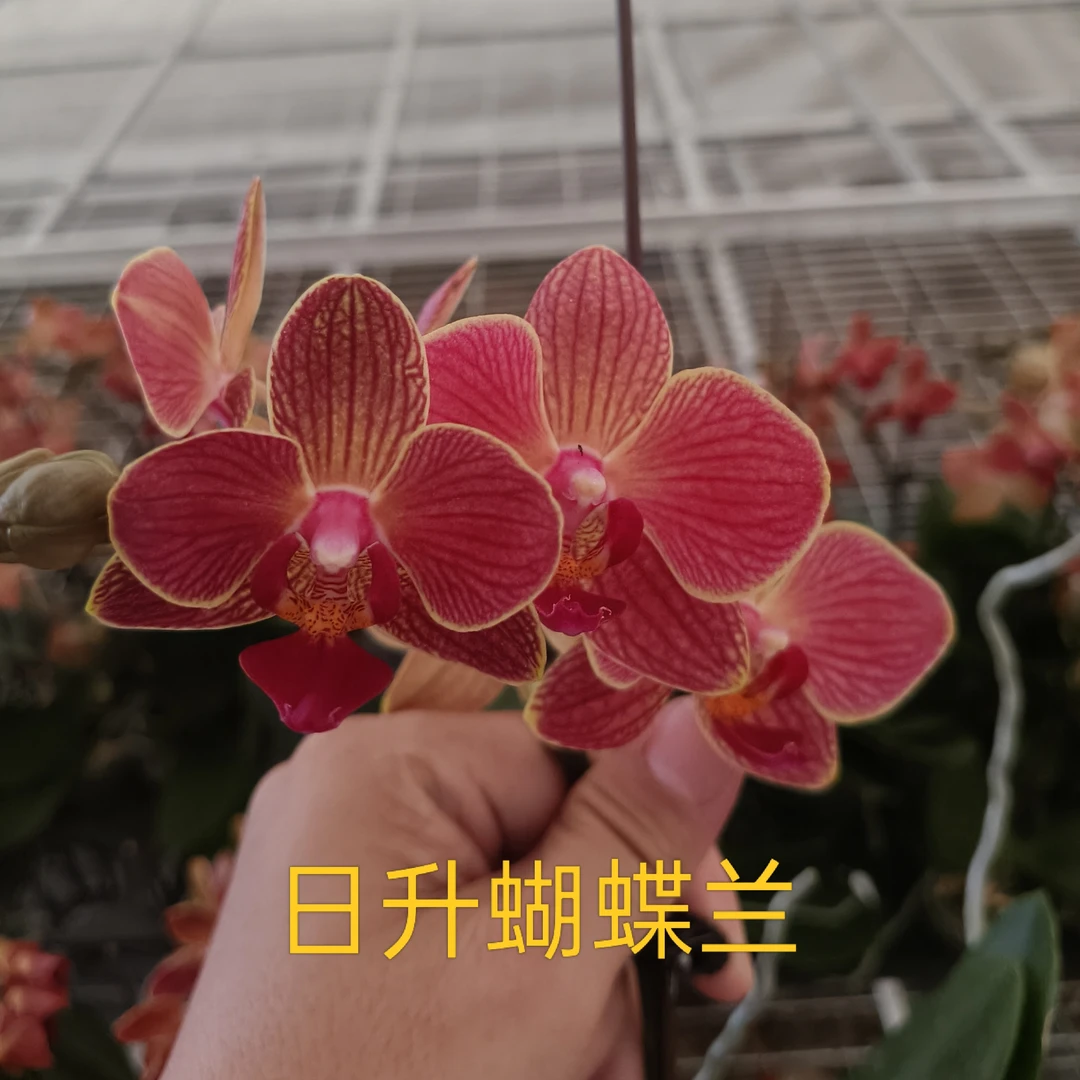 【日升】 精品蝴蝶兰 基地直发