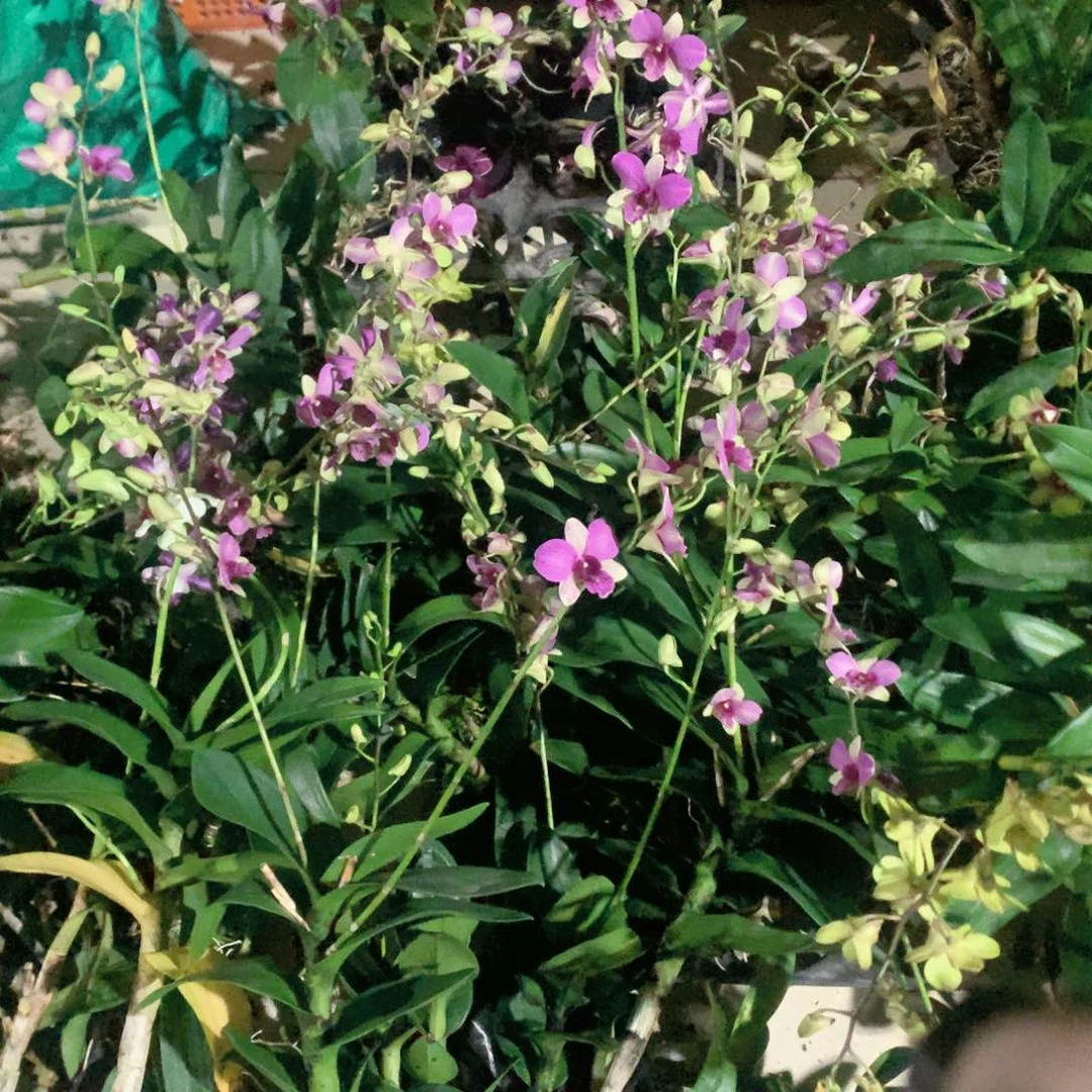 完全开放复古色兔莉莉大小2苗裸根发花叶不包损