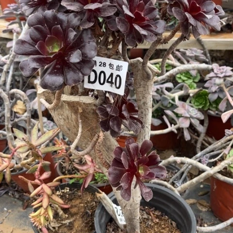 040母本有砍不包断枝