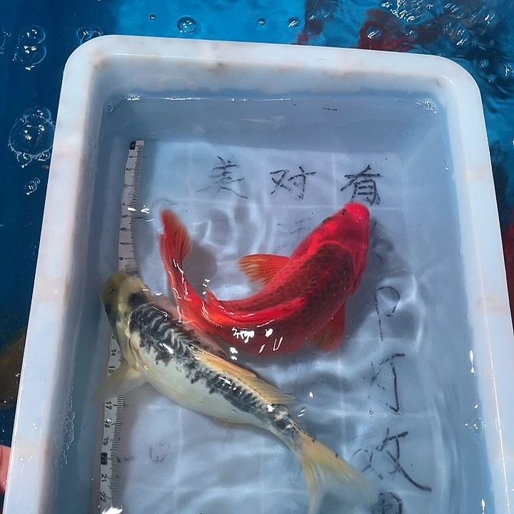 蝴蝶鲤鱼渔场直发39