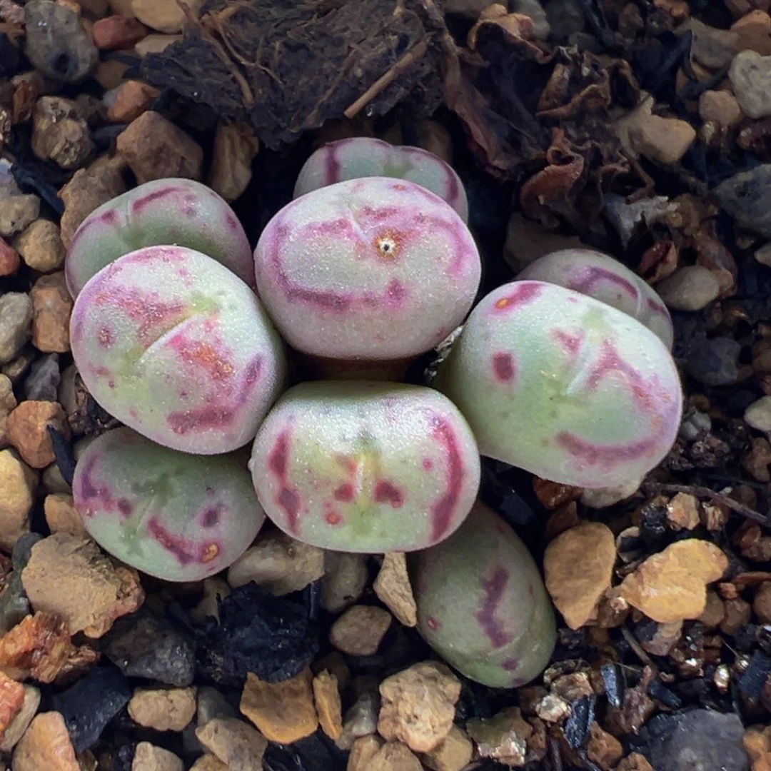 84多肉植物百科植物