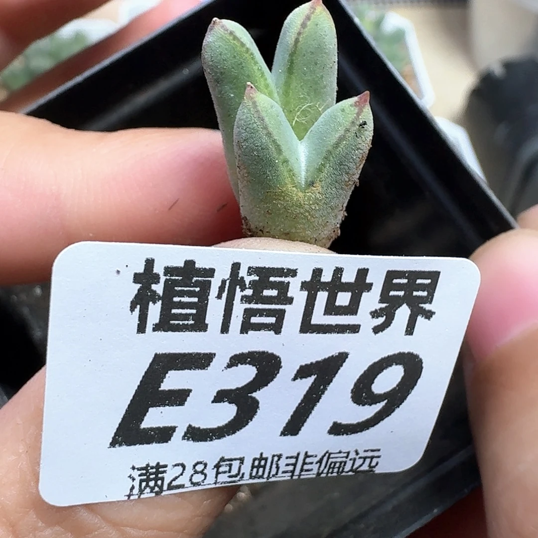 多肉植物的润泽fhj