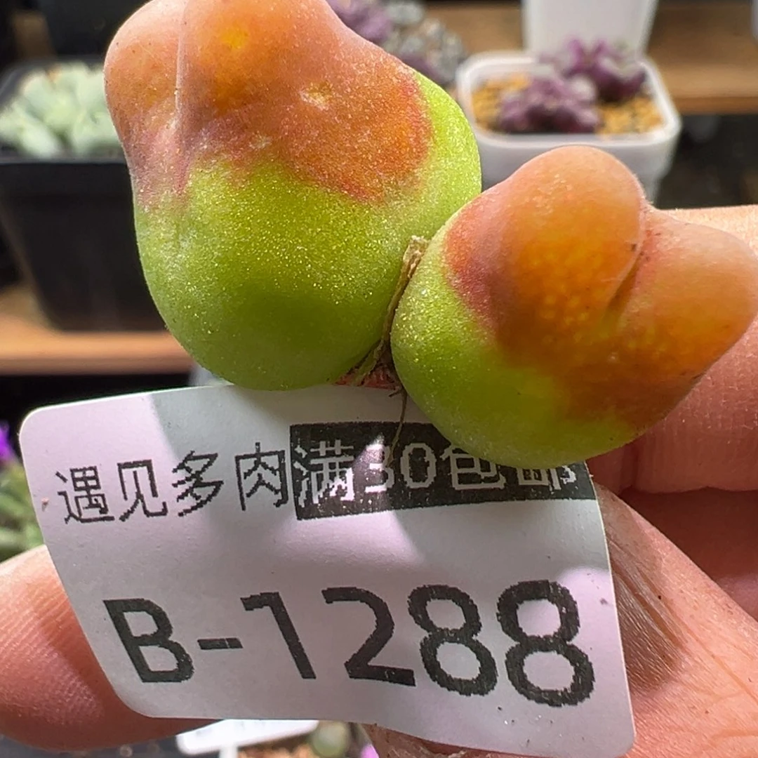 多肉植物11111111111