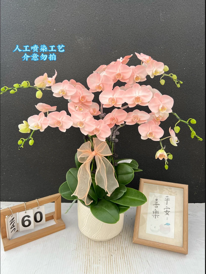 简香《火烈鸟》植物提取喷染工艺鲜花高端蝴蝶兰鲜花摆设高端花卉