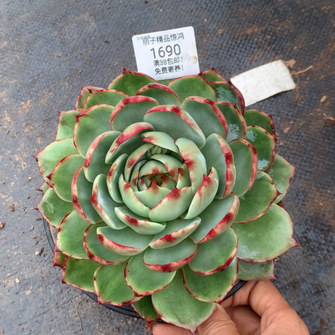 云***꧔1690号多肉植物17