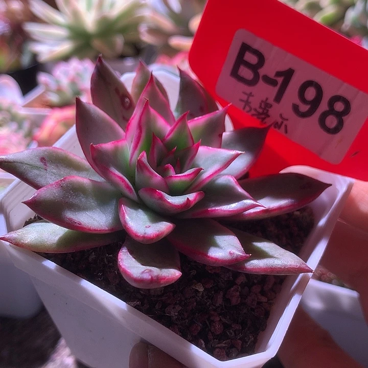 吉赛尔覆轮锦有根