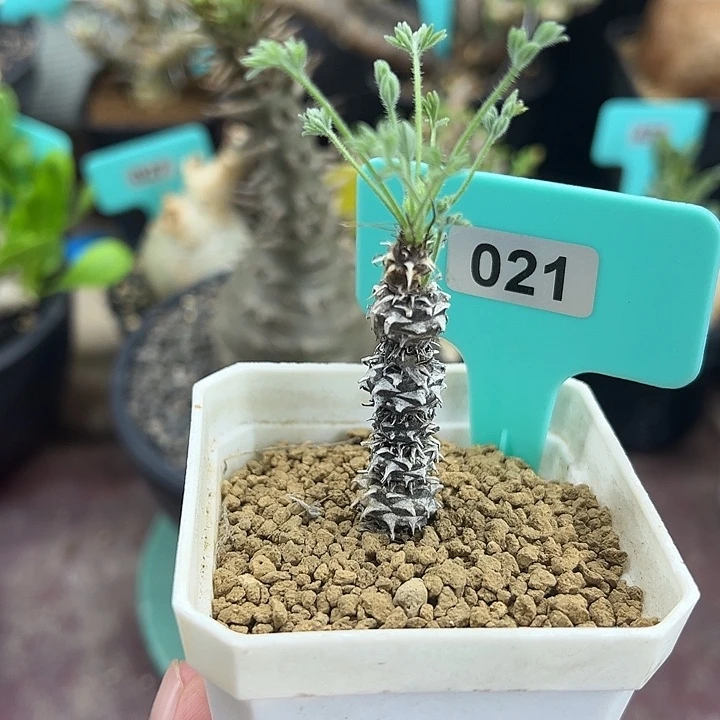 豪猪杨奎产地多肉植物