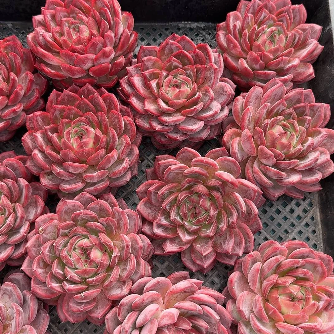 从前慢花园多肉编号双十一单头红鸾