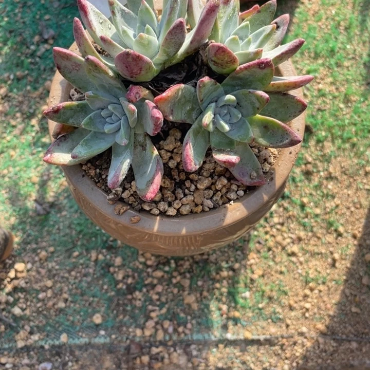 207号泡芙苹果叶杂交多肉