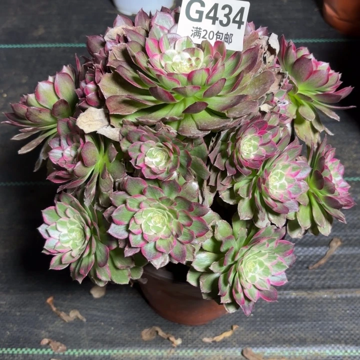 瑞妈一物一拍434