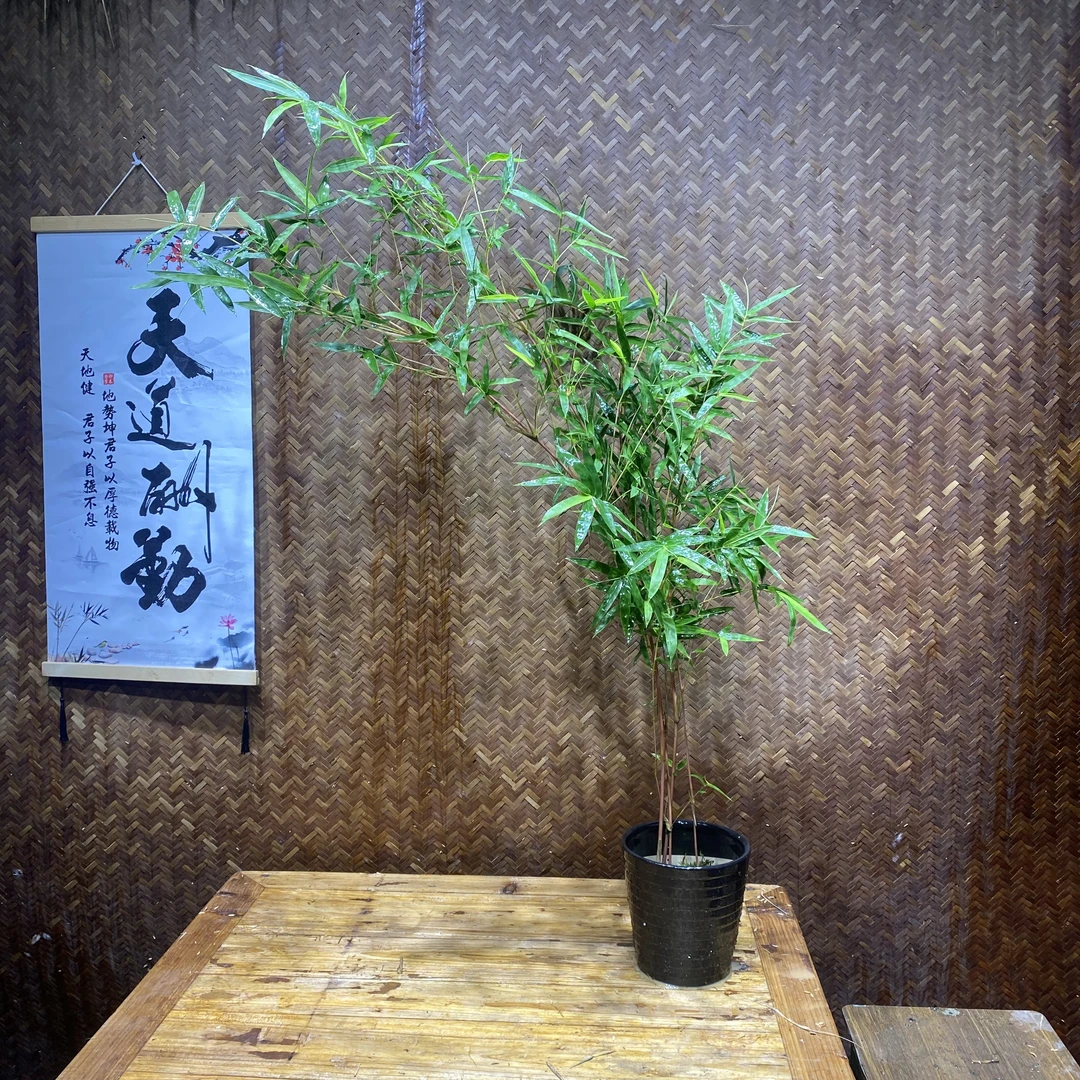 优质红观音竹室内观赏落地茶桌书桌办公桌绿植盆栽、基地直发