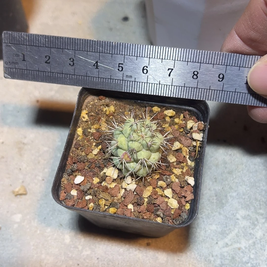 大尤豪刺帝王丸一物一拍