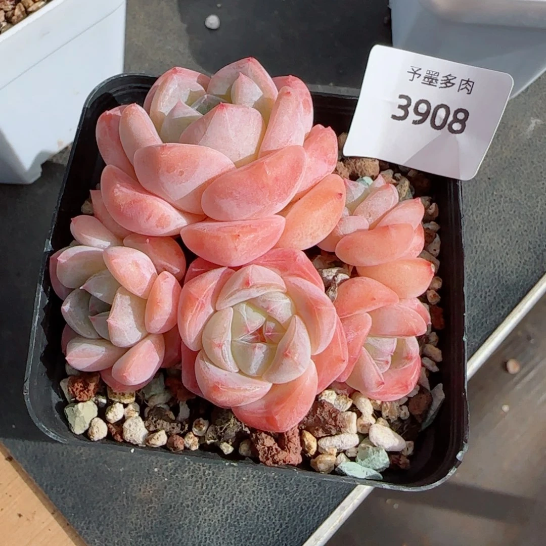 厚梦群，3908多肉植物