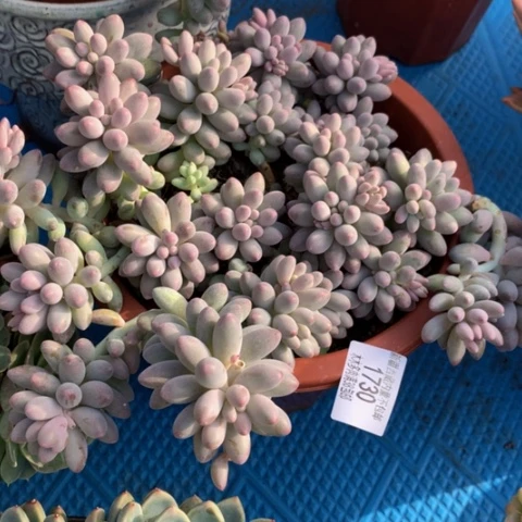 刘*忆1730宝宝手指多肉