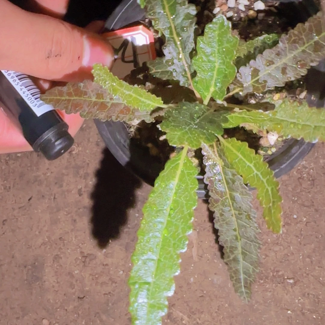 爱***气块根植物块根植物