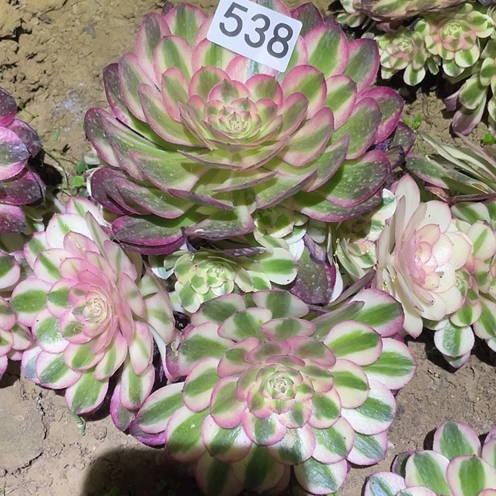 多肉植物法师538荔枝