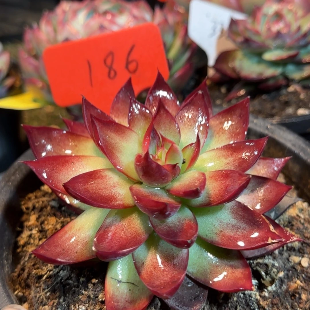 惊鸿一物一拍包装收缩花旱186