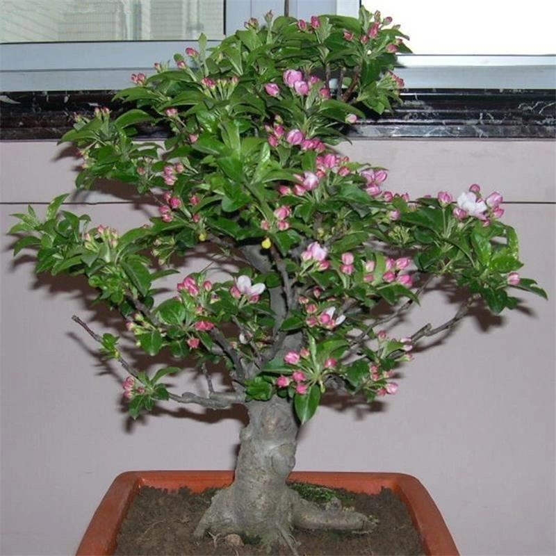 土球发货冬不落海棠花别墅庭院种植南北耐寒花卉